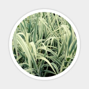 Tall Grass with White Stripes Photo Magnet